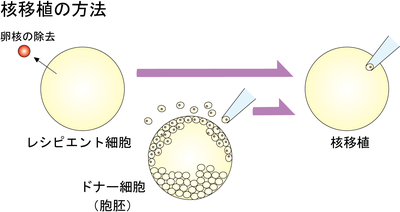 核移植の方法.png