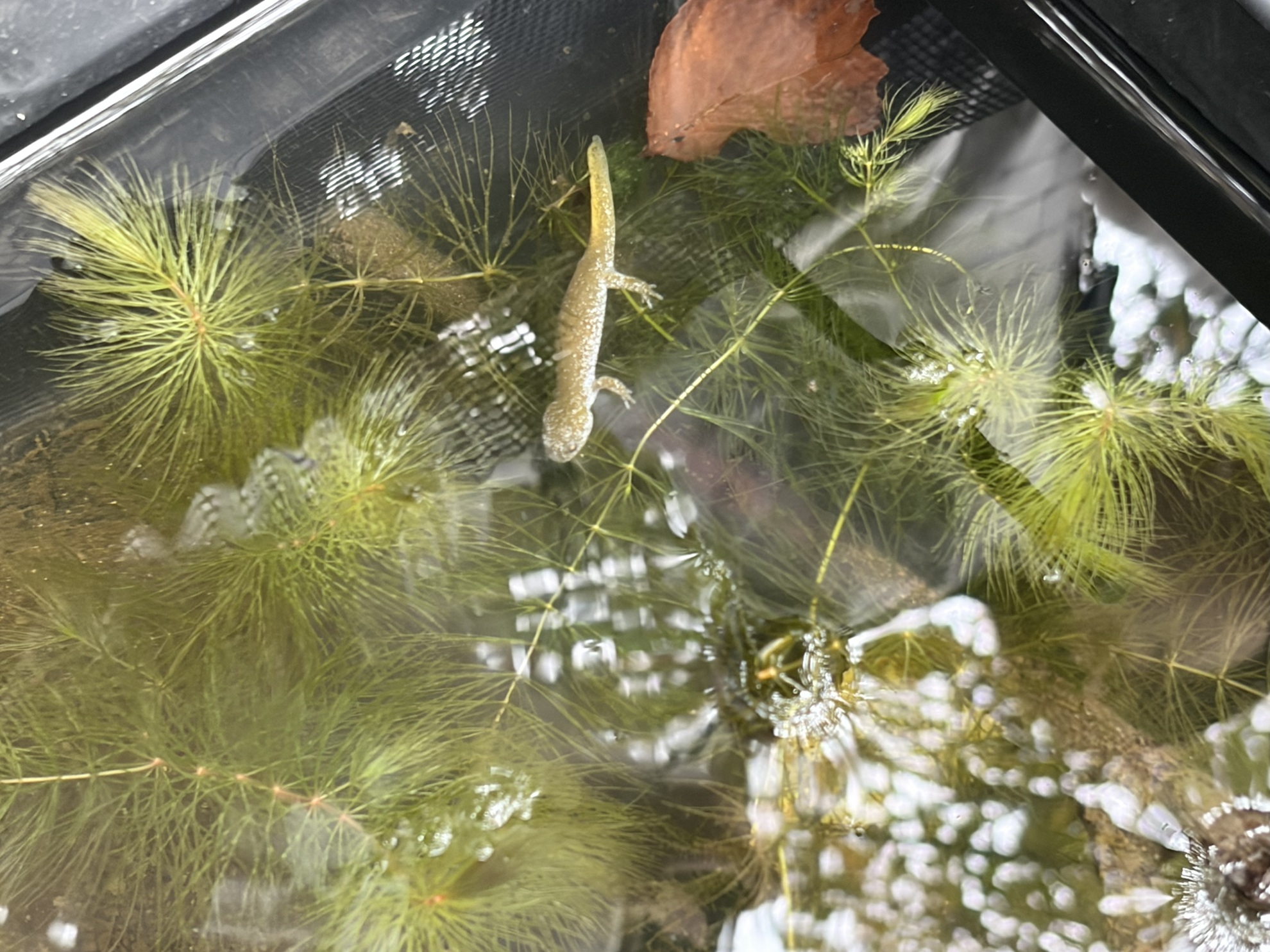 オオイタサンショウウオ幼生を実験池に放流