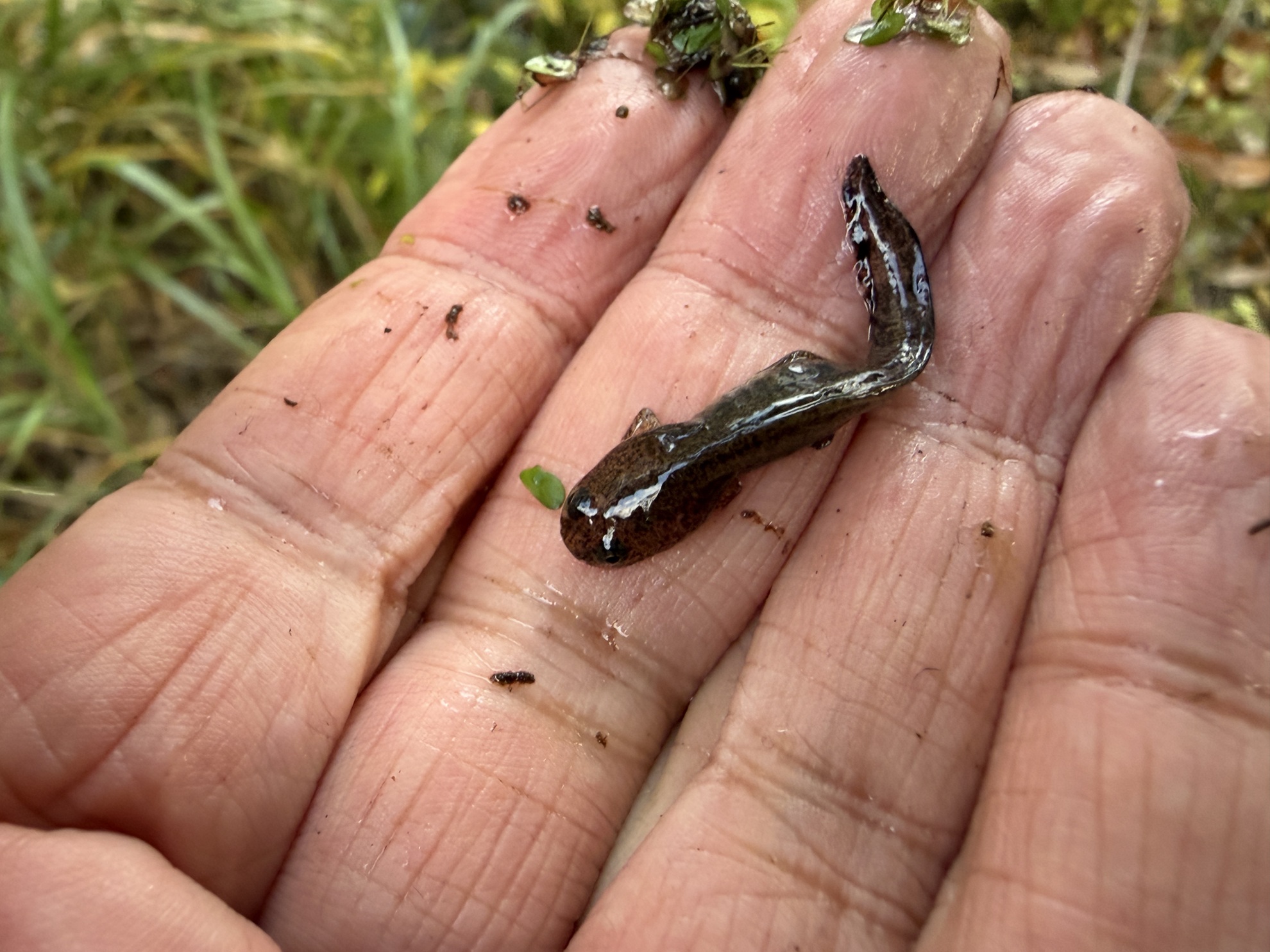 自宅池に雑草が繁茂。オオイタサンショウウオ幼生は確認。