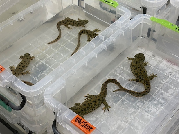 同じ区内の麻布学園と両生類の研究を通して交流