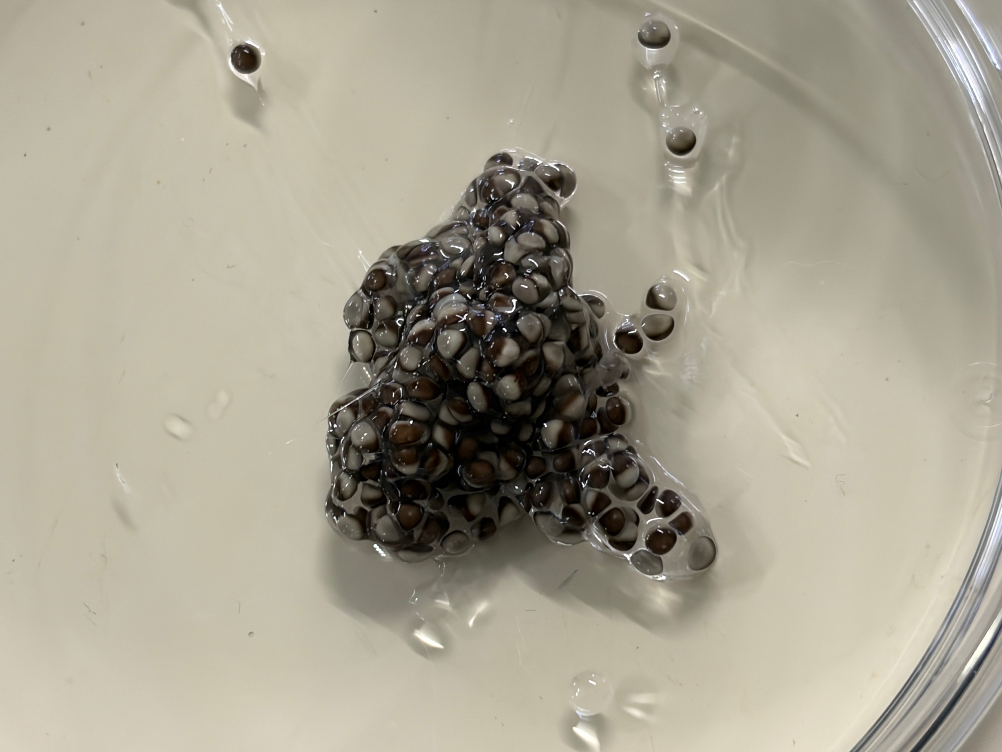 広島大学両生類研究センターでイベリアトゲイモリの実習