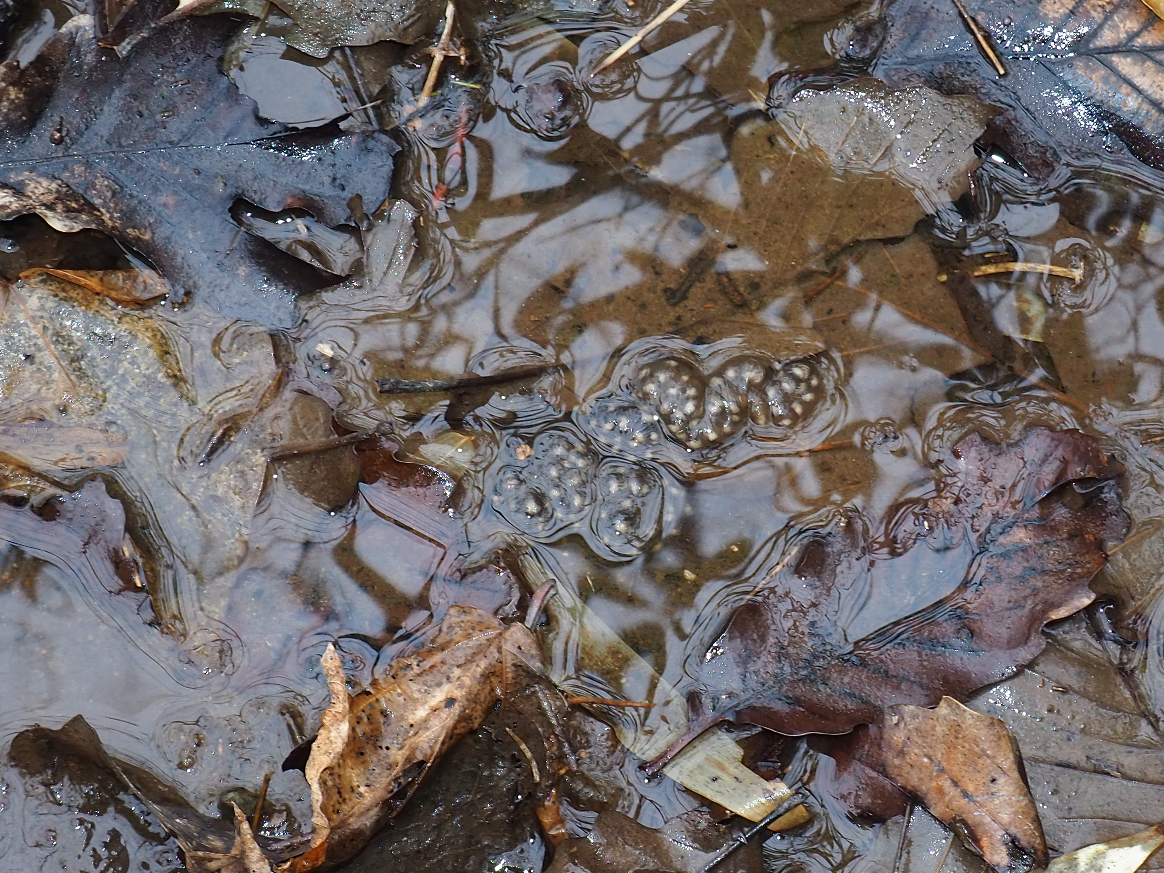 瀬戸町のセトウチサンショウウオの産卵環境の変化