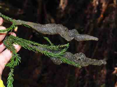 P3050993_R2026-03-05 .JPG