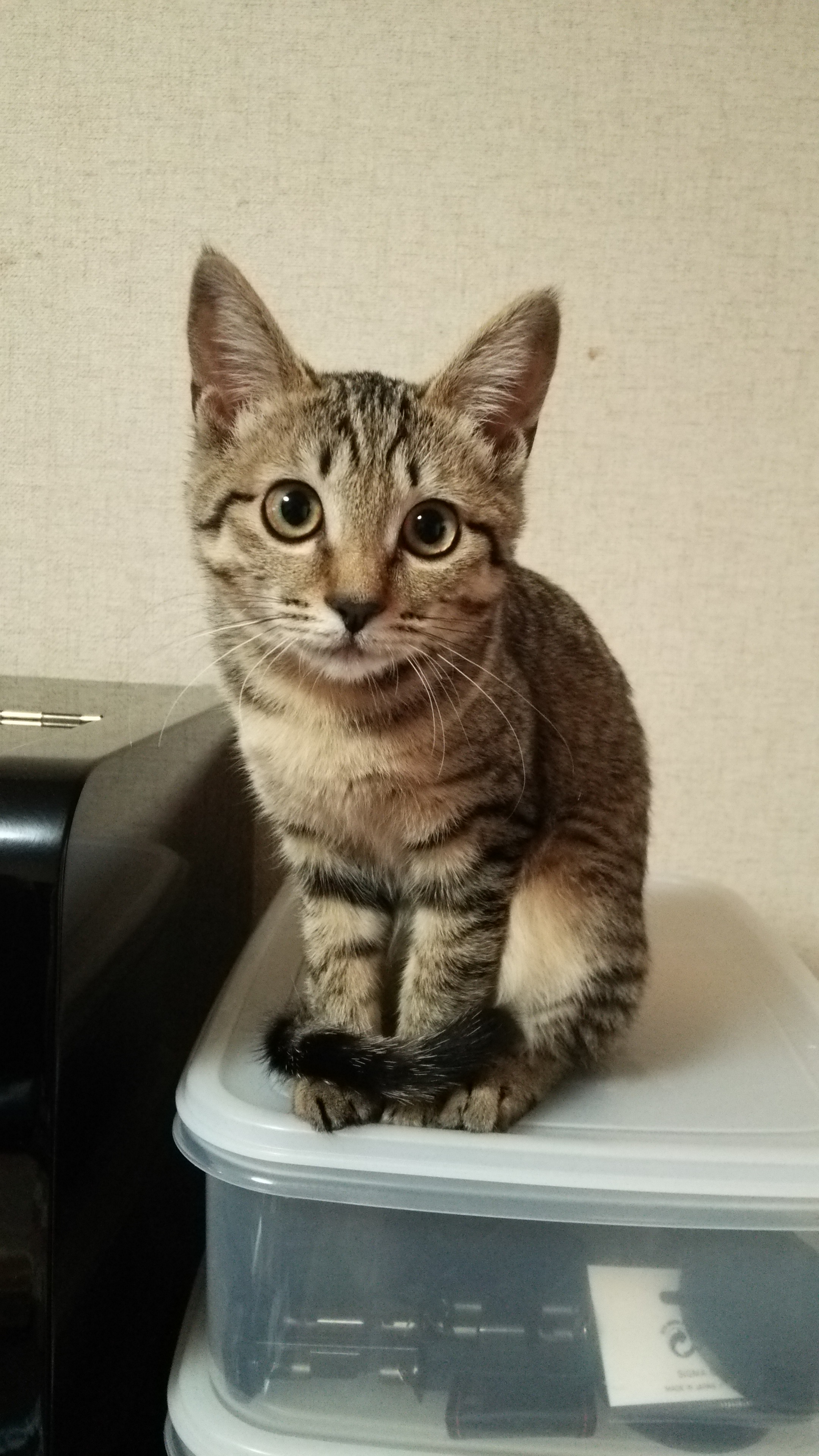 猫がいれば幸せな人の特徴は？