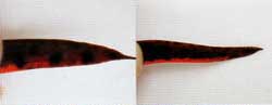 アカハライモリの尾（左：雄、右：雌）