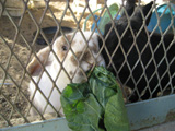 飼育動物イメージ