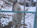 飼育動物イメージ