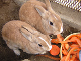 飼育動物イメージ