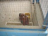 飼育動物イメージ