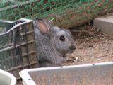 飼育動物イメージ