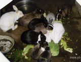 飼育動物イメージ