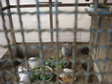 飼育動物イメージ