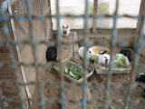 飼育動物イメージ