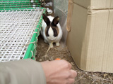 飼育動物イメージ