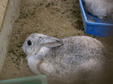 飼育動物イメージ