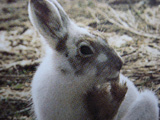 飼育動物イメージ