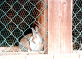 飼育動物イメージ