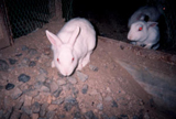 飼育動物イメージ