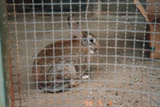 飼育動物イメージ