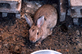 飼育動物イメージ