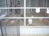 飼育動物イメージ