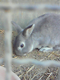 飼育動物イメージ