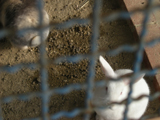 飼育動物イメージ