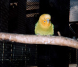 飼育動物イメージ