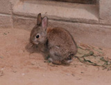 飼育動物イメージ