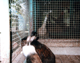 飼育動物イメージ