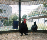 飼育動物イメージ