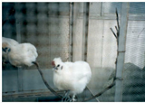 飼育動物イメージ