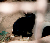 飼育動物イメージ