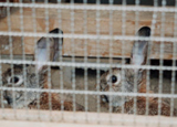 飼育動物イメージ