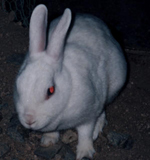 飼育動物イメージ
