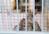 飼育動物イメージ