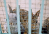 飼育動物イメージ