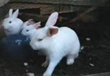 飼育動物イメージ