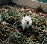 飼育動物イメージ