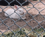 飼育動物イメージ