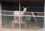 飼育動物イメージ