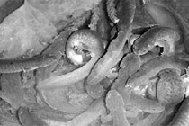 繁殖行動をしているオオサンショウウオの群れ。卵嚢を抱きかかえて、放精している雄（写真中央）がみえる。