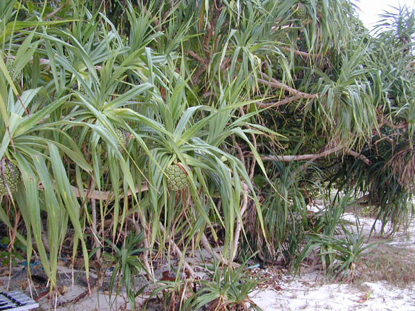 砂浜の近くには、いろいろな亜熱帯特有の植物が生えていました。これはアダンでパイナップルではありません。