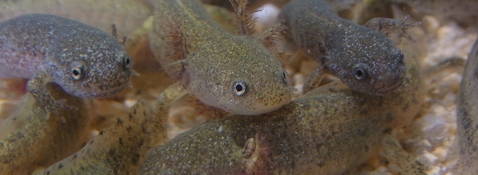 生物教室動画コーナー