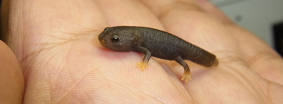 ぼうぼうどりの生物教室