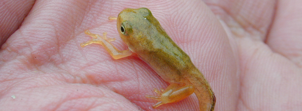 ぼうぼうどりの生物教室