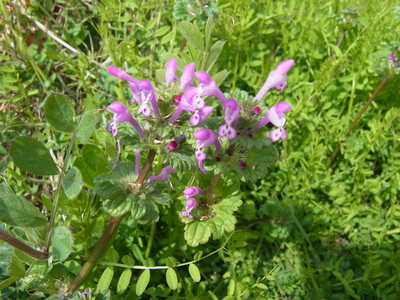 RIMG0049.JPG