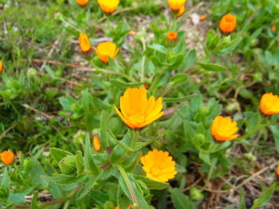 RIMG0144.JPG