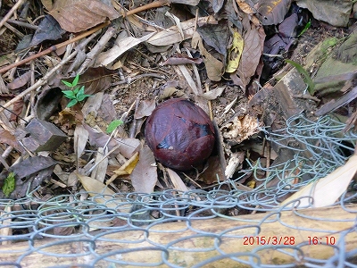 2013-CIMG3021.jpg