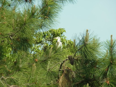 RIMG0267.JPG